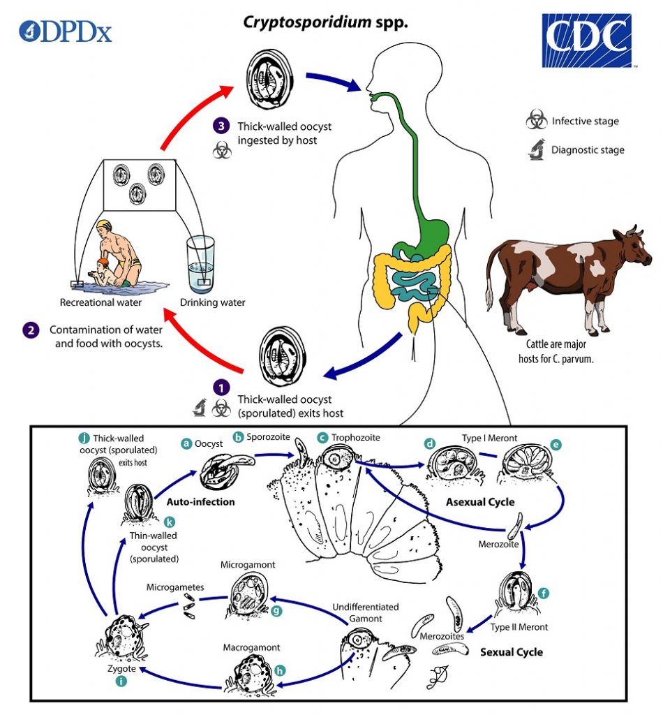 Zoonotic Disease Cryptosporidium can occasionally infect people. The degree of risk of transmission of Cryptosporidium from pets is still unknown, but the potential exists. Taking a few simple steps can help reduce the risk that you will get Cryptosporidium from your pet. Pet owners should use gloves when cleaning up feces and wash their hands after handling infected pets. Immuno-compromised individuals are at a much higher risk for contracting infection. Immune compromised people should avoid handling infected animals, their feces, or articles contaminated by infected pets. Prognosis The long-term prognosis for infected dogs and cats in infected with Cryptosporidium is generally good. Symptoms will generally improve for most patients within the first 1 to 2 weeks of starting treatment. Complete elimination of infection can take up to to 4 weeks. Occasionally some patients may get re-infected from the contaminated environment, or may have resistant forms of the disease that require additional rounds of medication. Most animals recover from the infection with proper treatment. The most common complication is dehydration and weight-loss due to severe diarrhea. References: www.wormsandgermsblog.com https://www.cdc.gov/parasites/crypto/