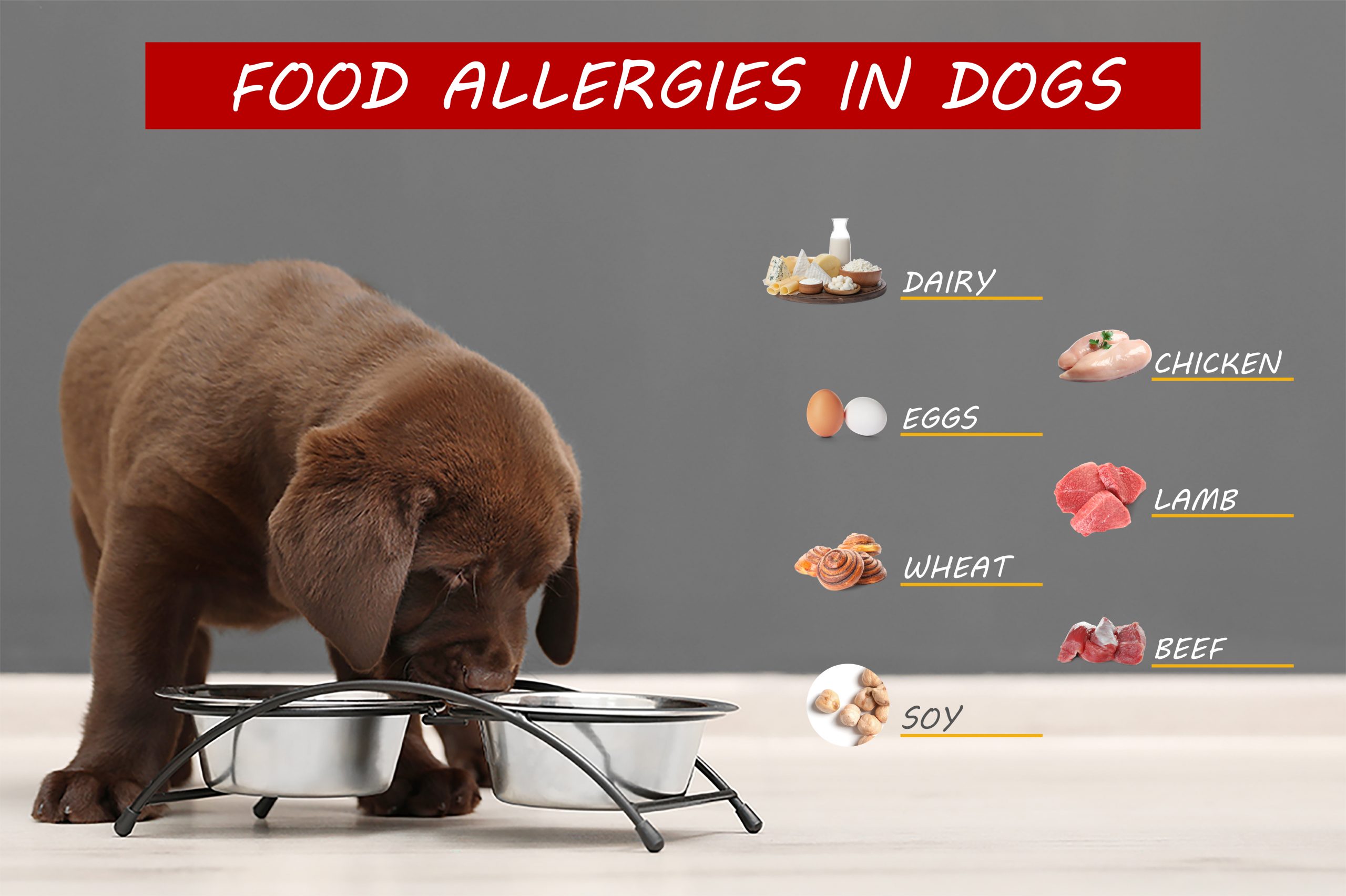 food alleriges in dogs