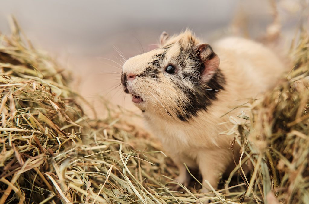 Guinea,Pig,Cavia,Porcellus,Is,A,Popular,Pet.,The,Rodent
