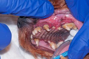 peridontal disease in your pet