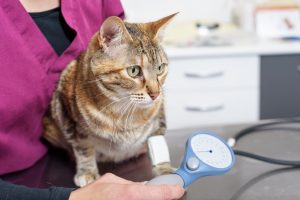 hypothyroid in cats