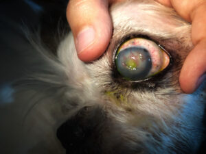 corneal ulceration