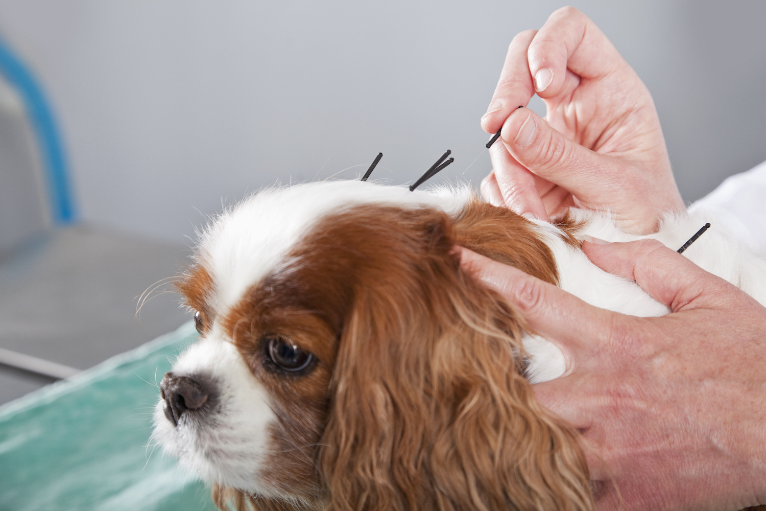 Vet treating dog with acupuncture