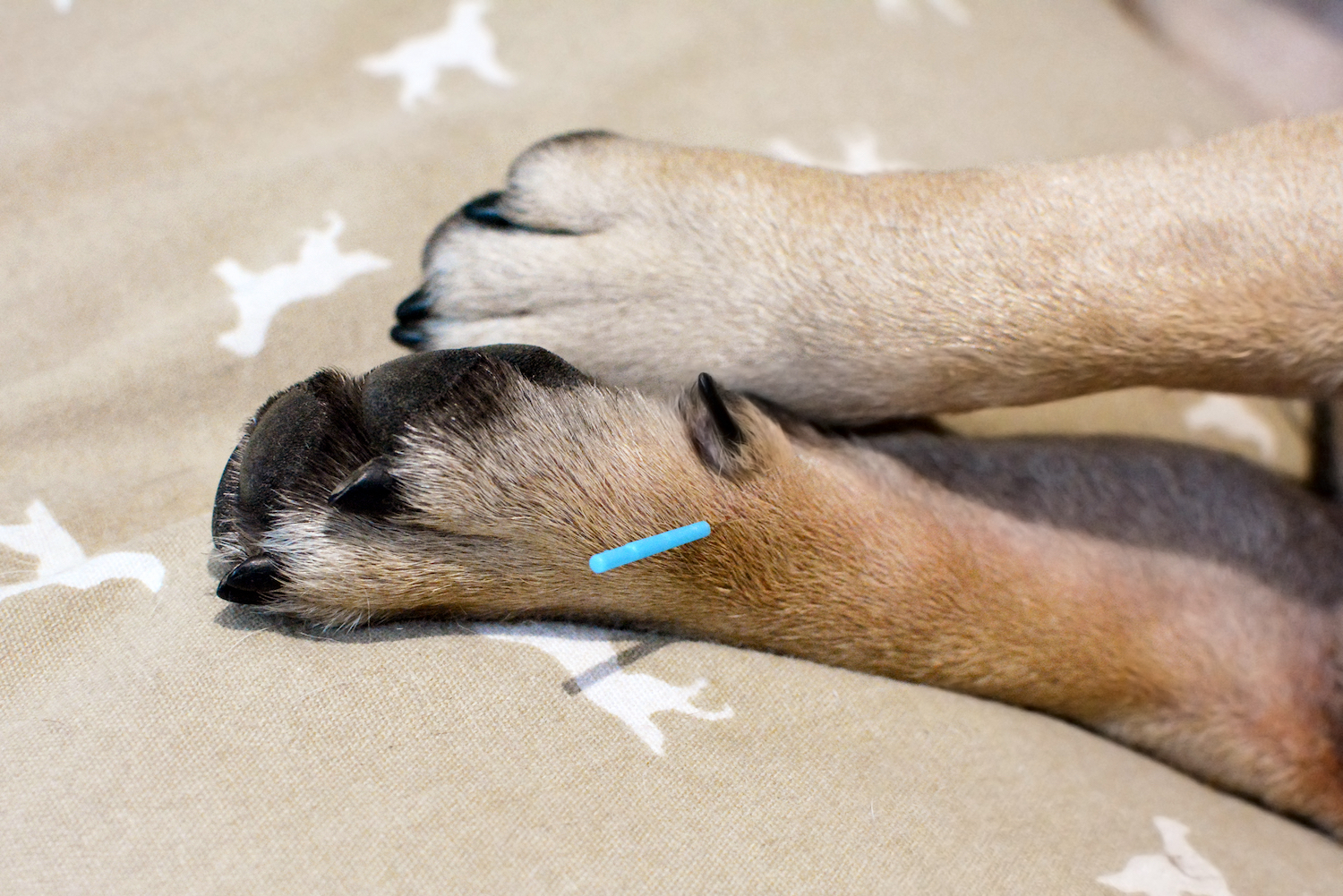 Single,Long,Blue,Acupuncture,Needles,Sticking,In,Paw,Of,Dog